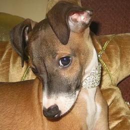 Italian Greyhounds from Quality Italian Greyhounds