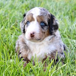 Digatron - male Australian Mountain Doodle puppy in Decatur, Illinois from Signature Doodles