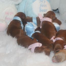 Australian Labradoodle Puppies from Dawson Creek Australian Labradoodles
