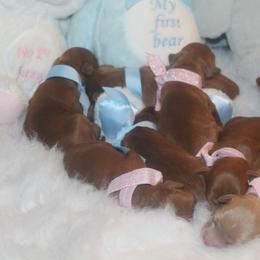 Australian Labradoodle Puppies from Dawson Creek Australian Labradoodles