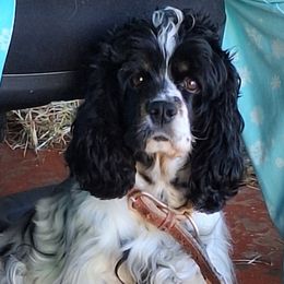 Ginger - Cocker Spaniel