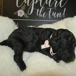 Goldendoodle and Poodle Puppies from David & Patricia Elliott