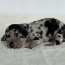 Lunar Sage - Dapple female Dachshund puppy in Sacramento, California from HEFFERNAN HOUNDS