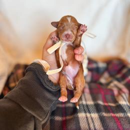 Phoebe - Red  female Goldendoodle puppy in New Harmony, Indiana from Cottonwood Farms