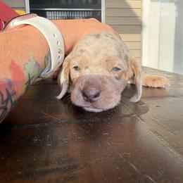 Dachshund Puppies from Finleys Babies