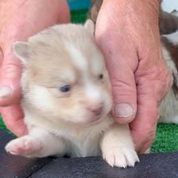 Joey - Merle male Pomsky puppy in Spring Hill, Florida from PDQ Pomskies