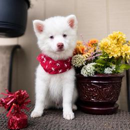 Atlas - White male Pomsky puppy in Lincoln, Nebraska from Blue Heaven Pomsky