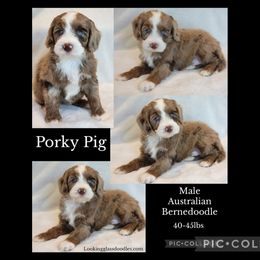Porky Pig - Merle male Bernedoodle puppy in Roseburg, Oregon from Lookingglass Doodles