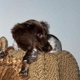 Moose - Piebald male Dachshund puppy in North Fort Myers, Florida from Trust Fund Devil Kennel