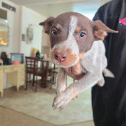 Michonne - Red speckled female Australian Cattle Dog puppy in Casa Grande, Arizona from Sonoran Dogz