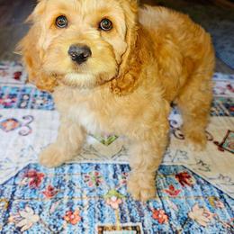 Thelma - Buff and white female Cockapoo puppy in Indiahoma, Oklahoma from Phamily Doodles