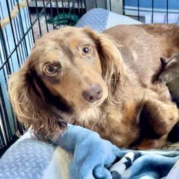 Aussiedoodle, Australian Shepherd, Dachshund, and Miniature Australian Shepherd Puppies from Bline’s Awesome Aussies at the Bline Family Farm
