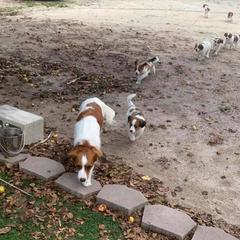 Nederlandse Kooikerhondje Puppies from Sunshine Kooikers