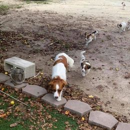Nederlandse Kooikerhondje Puppies from Sunshine Kooikers