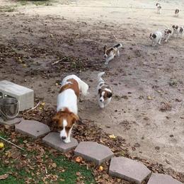Nederlandse Kooikerhondje Puppies from Sunshine Kooikers