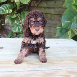 Amora (Mauve) - Phantom female Goldendoodle puppy in Palmetto Bay, Florida from SOMIDOODLES