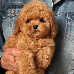 Clint - Apricot male Goldendoodle puppy in Brandon, Florida from Murphys Doodles