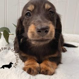 Black and Tan Male - Black and tan male Dachshund puppy in Nampa, Idaho from Long_and_Low_Dachshunds