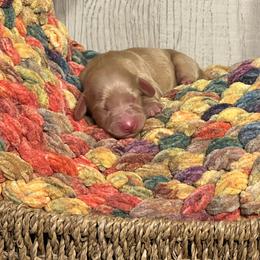 Pearl - Cream female Dachshund puppy in Choccolocco, Alabama from Ace’s Doxies