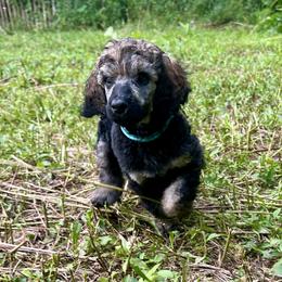 Mambo - Sable male Poodle puppy in Kirkville, New York from Mosswood Standard Poodles