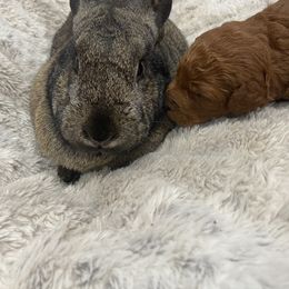 Goldendoodle Puppies from Golden Light Doodles