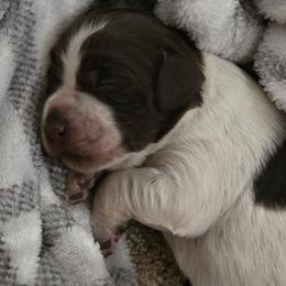 Male 2 - Liver roan male Brittany puppy in Stillwater, Oklahoma from Kennel de Fowler