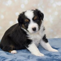 Miniature American Shepherd, Miniature Australian Shepherd, and Toy Australian Shepherd Puppies from Shooting Stars Ranch Toy and Mini Aussies