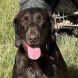 Judah - Labrador Retriever
