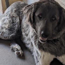 Anatolian Shepherd Dog puppies from Tatties Ranch