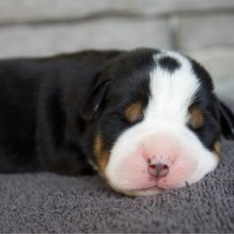 Denny - Black, white and red male Greater Swiss Mountain Dog puppy in Gassaway, West Virginia from Rolling Hills Ranch and Kennels LLC