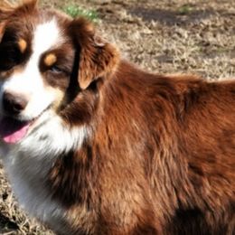 Fancy - Australian Shepherd