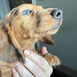 Dachshund Puppies from Lori Compoi