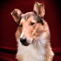 Peyton - Collie
