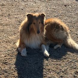 Collie Puppies from Belle Fleur Collies