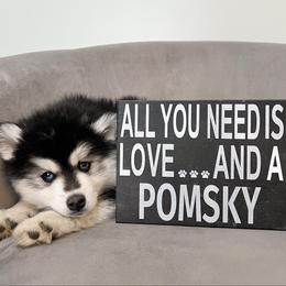 Nick - Black and white male Pomsky puppy in Henderson, Kentucky from Paris Pomskies