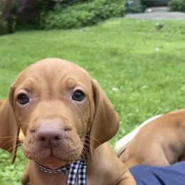 Nelson - Golden rust male Vizsla puppy in Bloomington, Indiana from Envizion