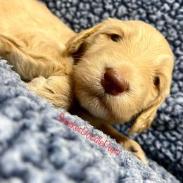 Goldendoodle and Poodle Puppies from SnickerDoodlePups