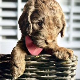 Juliet - Chocolate Australian Labradoodle puppy in Sun City, Arizona from Blue Line Doodles of Arizona