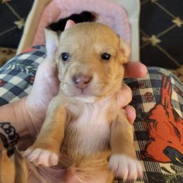 Boy 1 - Dapple male Dachshund puppy in Suffolk, Virginia from Mini Love Bugs
