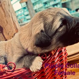 Purple Collar - Badger female Colorado Mountain Dog puppy in Del Norte, Colorado from FAFO Ranch
