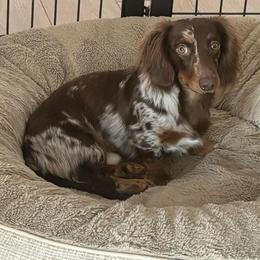 Slash - Dapple male Dachshund puppy in Mesa, Arizona from Ruby Desert Doxies