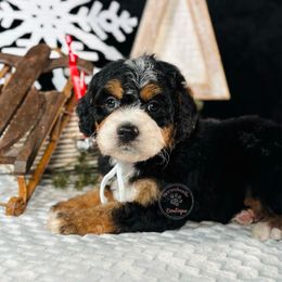 White girl - Tri-color female Bernedoodle puppy in Waukesha, Wisconsin from Bernedoodle Boutique (and Cavapoos)