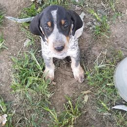 Bluetick Coonhound Puppies from Bluegrass Blueticks (BGK)