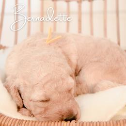 Bernadette Rostenkowski - Cream female Goldendoodle puppy in Dayton, Ohio from Perks Court Doodles