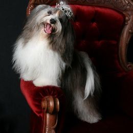 Havanese All Grown Up from HINZ-N-CO Havanese