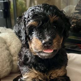 Bernedoodles from Stop, Drop, & Roll Doodles