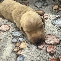 Girl 4 - Cream female Dachshund puppy in Mobile, Alabama from Lady and the Tramp Dachshunds