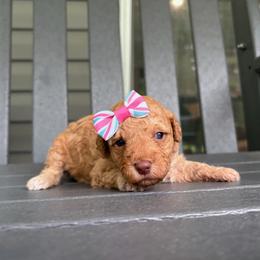 Lady Liberty - Red  female Goldendoodle puppy in Camden, North Carolina from Oopsie Doodles of NC