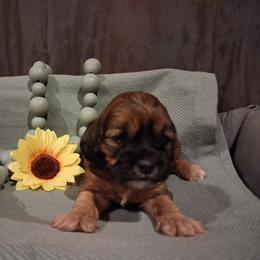 Harriet - Sable female Cockapoo puppy in Mena, Arkansas from Ouachita River Cockapoos