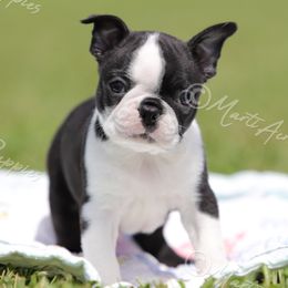 AKC 'Bubba' - Black and white male Boston Terrier puppy in Lamar, Missouri from Marti Acres ~ Boston Terrier & Beagles
